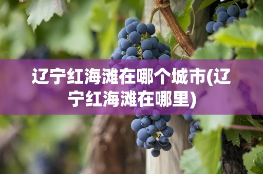 辽宁红海滩在哪个城市(辽宁红海滩在哪里)