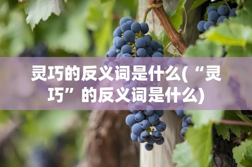 灵巧的反义词是什么(“灵巧”的反义词是什么)