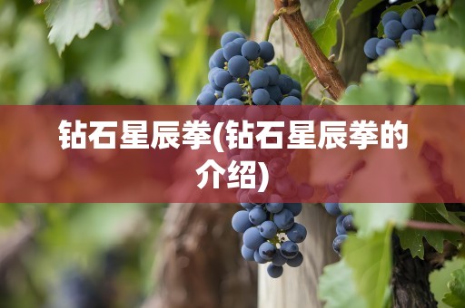 钻石星辰拳(钻石星辰拳的介绍)