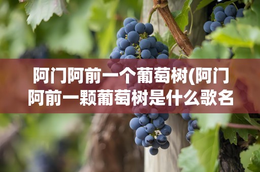 阿门阿前一个葡萄树(阿门阿前一颗葡萄树是什么歌名)
