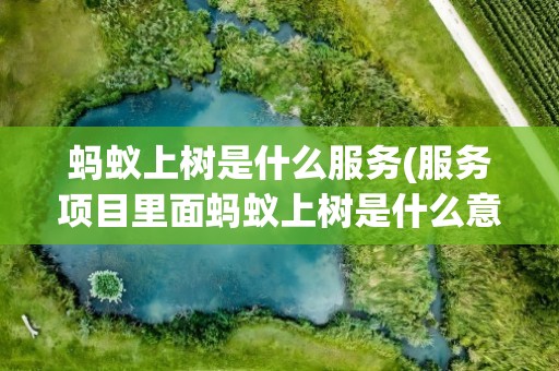 蚂蚁上树是什么服务(服务项目里面蚂蚁上树是什么意思)