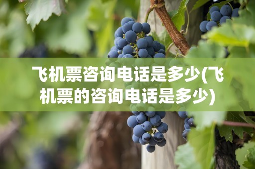 飞机票咨询电话是多少(飞机票的咨询电话是多少)
