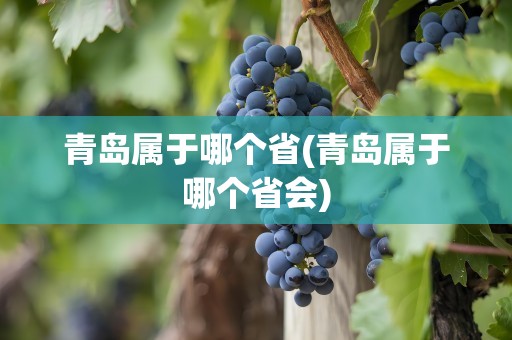 青岛属于哪个省(青岛属于哪个省会)