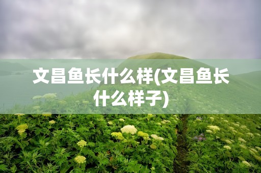 文昌鱼长什么样(文昌鱼长什么样子)