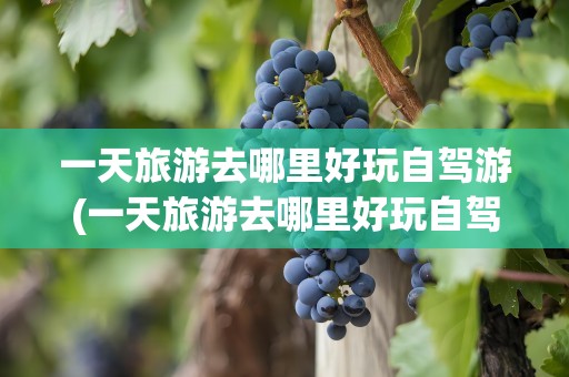 一天旅游去哪里好玩自驾游(一天旅游去哪里好玩自驾游河南)