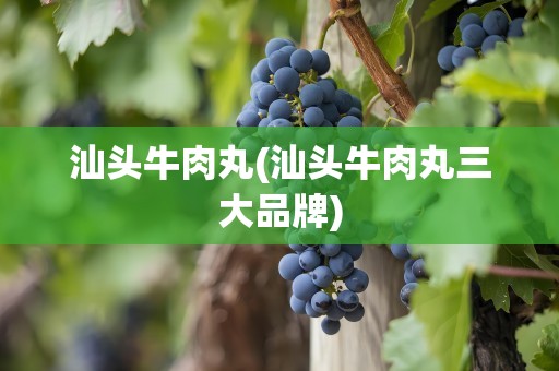 汕头牛肉丸(汕头牛肉丸三大品牌)