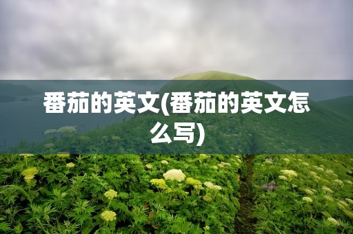 番茄的英文(番茄的英文怎么写)