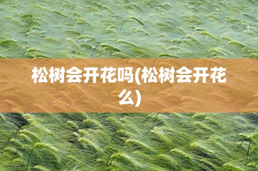 松树会开花吗(松树会开花么)