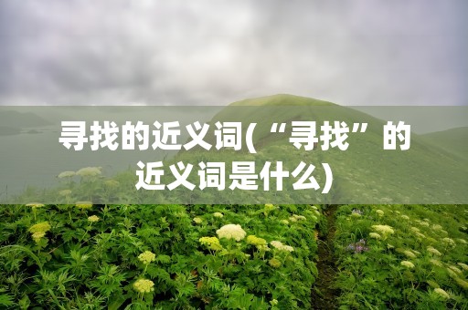 寻找的近义词(“寻找”的近义词是什么)