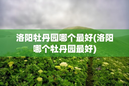 洛阳牡丹园哪个最好(洛阳哪个牡丹园最好)