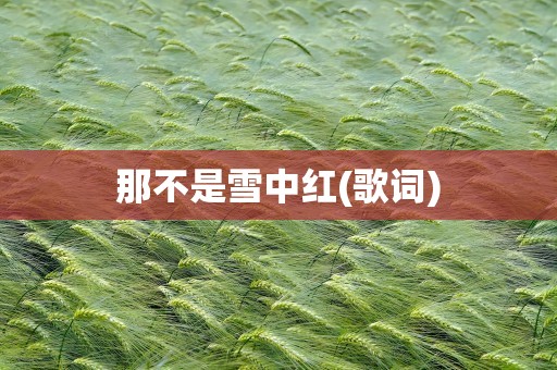 那不是雪中红(歌词)