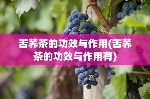 苦荞茶的功效与作用(苦荞茶的功效与作用有)