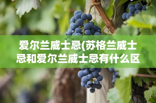 爱尔兰威士忌(苏格兰威士忌和爱尔兰威士忌有什么区别)