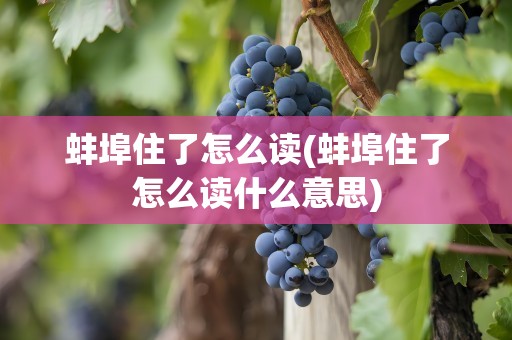 蚌埠住了怎么读(蚌埠住了怎么读什么意思)
