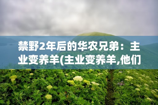 禁野2年后的华农兄弟：主业变养羊(主业变养羊,他们靠养羊这两年赚了多少)