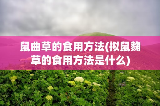 鼠曲草的食用方法(拟鼠麴草的食用方法是什么)