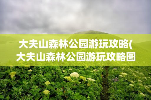 大夫山森林公园游玩攻略(大夫山森林公园游玩攻略图)