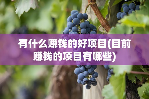有什么赚钱的好项目(目前赚钱的项目有哪些)