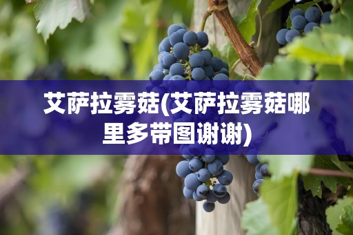 艾萨拉雾菇(艾萨拉雾菇哪里多带图谢谢)