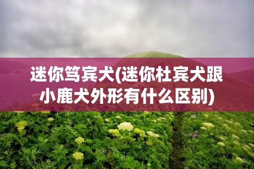 迷你笃宾犬(迷你杜宾犬跟小鹿犬外形有什么区别)