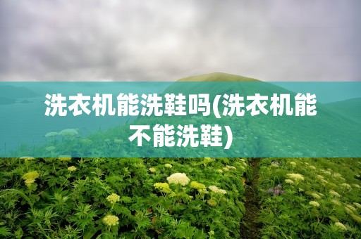洗衣机能洗鞋吗(洗衣机能不能洗鞋)