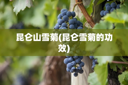 昆仑山雪菊(昆仑雪菊的功效)