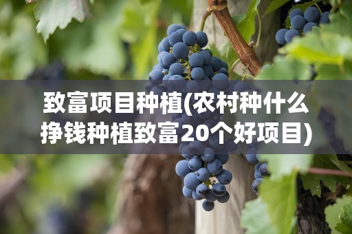 致富项目种植(农村种什么挣钱种植致富20个好项目)