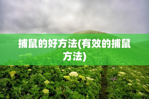 捕鼠的好方法(有效的捕鼠方法)
