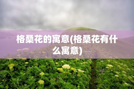 格桑花的寓意(格桑花有什么寓意)