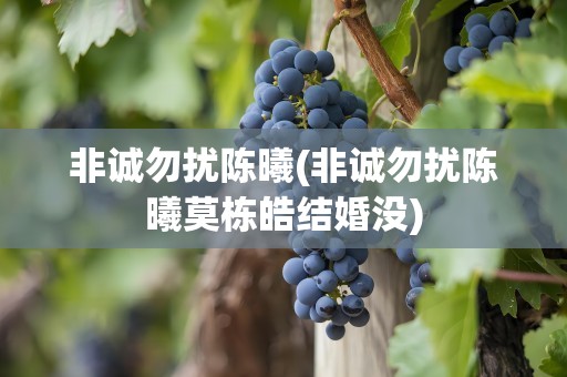 非诚勿扰陈曦(非诚勿扰陈曦莫栋皓结婚没)