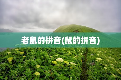 老鼠的拼音(鼠的拼音)