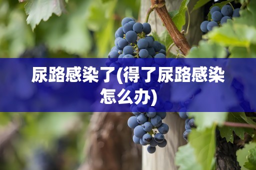 尿路感染了(得了尿路感染怎么办)