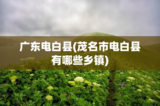 广东电白县(茂名市电白县有哪些乡镇)