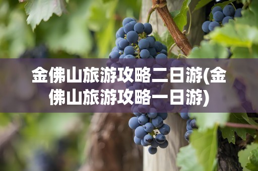 金佛山旅游攻略二日游(金佛山旅游攻略一日游)