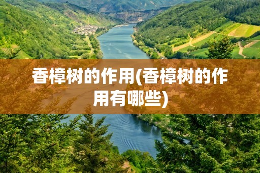 香樟树的作用(香樟树的作用有哪些)