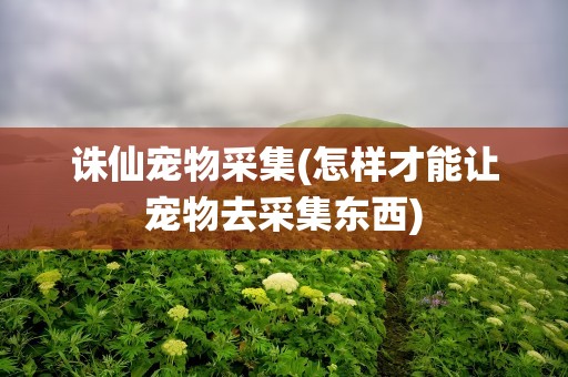 诛仙宠物采集(怎样才能让宠物去采集东西)