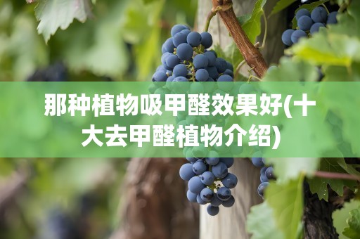 那种植物吸甲醛效果好(十大去甲醛植物介绍)