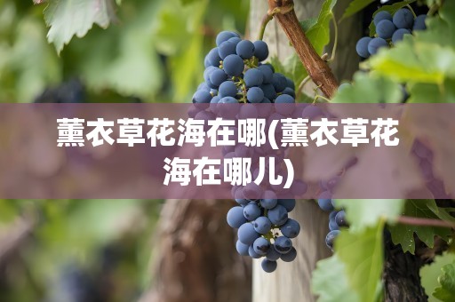 薰衣草花海在哪(薰衣草花海在哪儿)