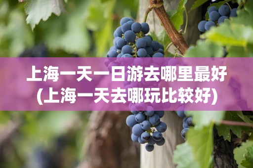 上海一天一日游去哪里最好(上海一天去哪玩比较好)