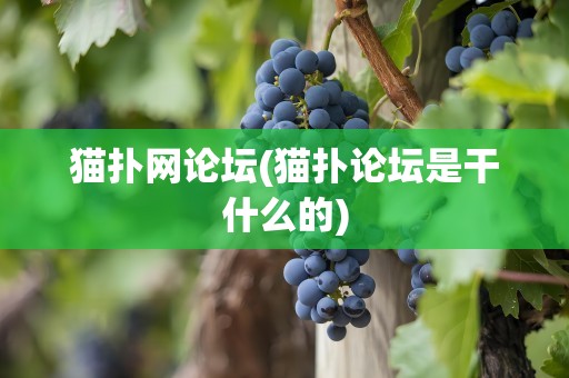 猫扑网论坛(猫扑论坛是干什么的)