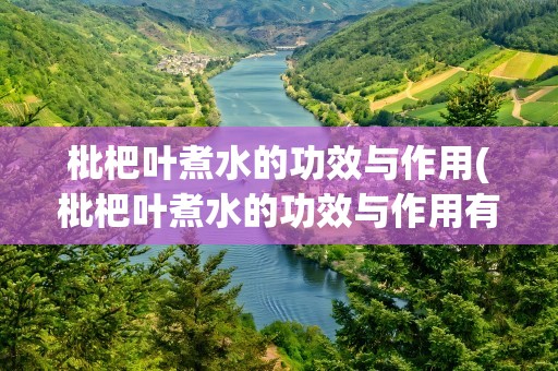 枇杷叶煮水的功效与作用(枇杷叶煮水的功效与作用有哪些)