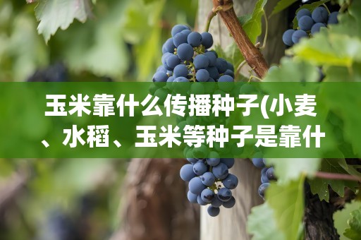 玉米靠什么传播种子(小麦、水稻、玉米等种子是靠什么来传播的)
