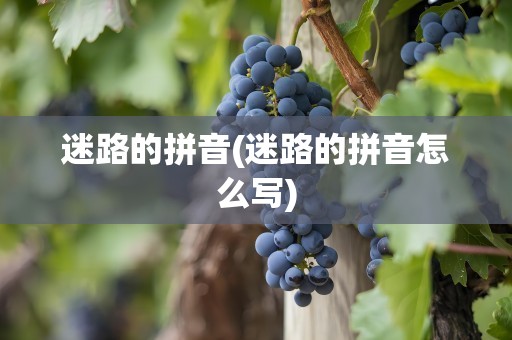 迷路的拼音(迷路的拼音怎么写)