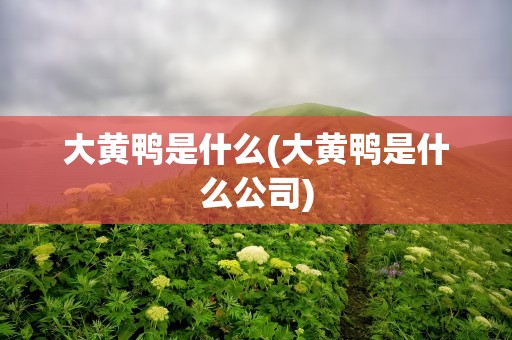 大黄鸭是什么(大黄鸭是什么公司)