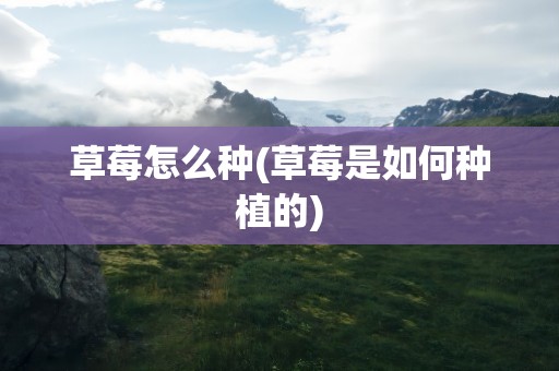 草莓怎么种(草莓是如何种植的)