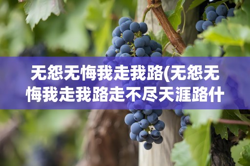 无怨无悔我走我路(无怨无悔我走我路走不尽天涯路什么歌)