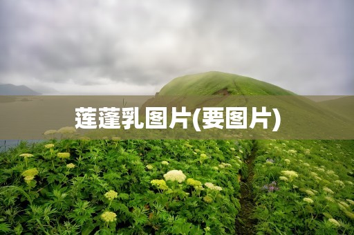 莲蓬乳图片(要图片)