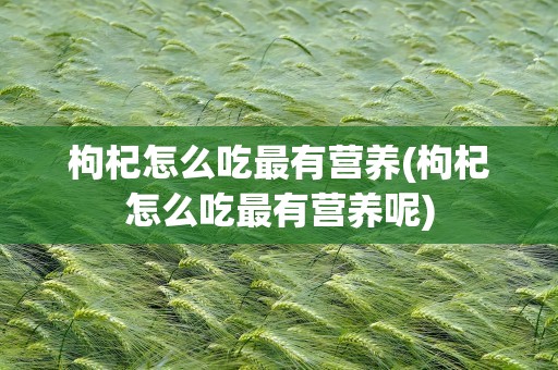 枸杞怎么吃最有营养(枸杞怎么吃最有营养呢)