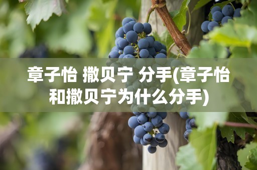 章子怡 撒贝宁 分手(章子怡和撒贝宁为什么分手)