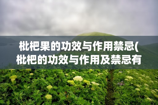 枇杷果的功效与作用禁忌(枇杷的功效与作用及禁忌有什么)